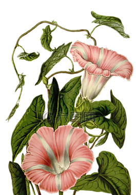 花,開(kāi)花,廠