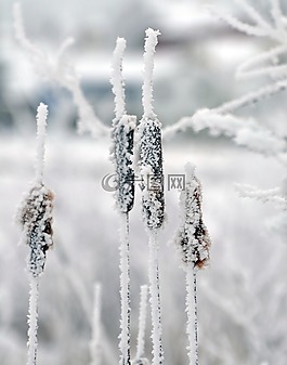 香蒲,冬天,雪