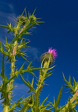 植物,薊,天空