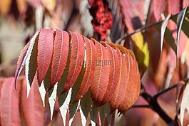 紅葉,性質(zhì),秋季