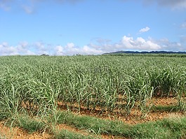 甘蔗田,沖繩,夏季