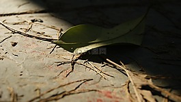 樹(shù)葉,秋天,落葉