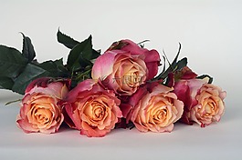 玫瑰,鮮花,玫瑰花