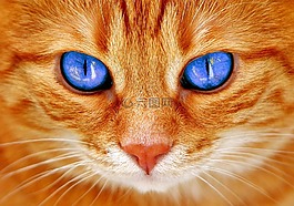 貓,眼睛,貓的眼睛
