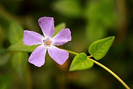 花卉,紫色,美麗
