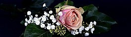 玫瑰,開(kāi)花,花