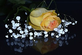 玫瑰,開花,花