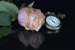 玫瑰,開花,花
