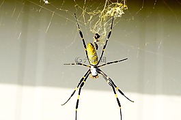 蜘蛛,黃色,輝