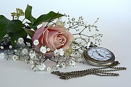 玫瑰,開花,花