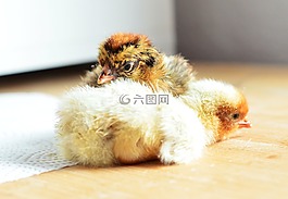 小雞,孵化,可愛