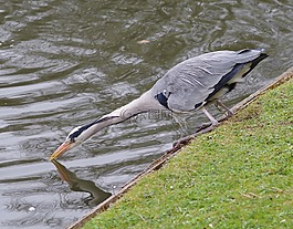 鷺,釣魚,鳥