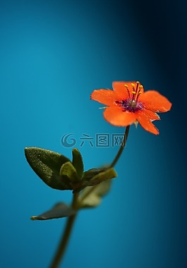 花卉,藍(lán)色,紅色