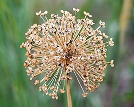 花,褪色,球