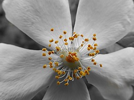花,黑色和白色,宏