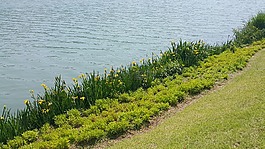 河,草,池