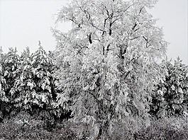 浪漫,似雪,雪浪漫