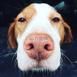 狗,布列塔尼,純繁