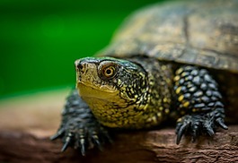 爬行動物,生活的本質(zhì),動物