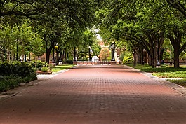 公園,樹,自然