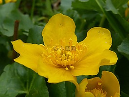 開花,春天,廠