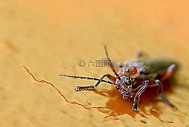 關(guān)閉,昆蟲,宏