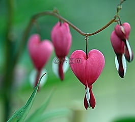 粉红色,心的形状,花