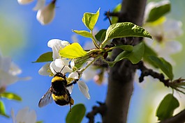 大黃蜂,蜜蜂,昆蟲
