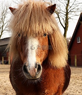 小馬,動物,動物世界