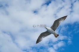 海鷗,鳥,藍(lán)色