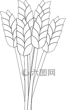 小麦,玉米,作物