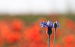 矢車菊,芽,藍色