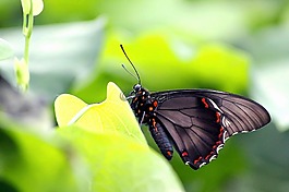 蝴蝶,性質(zhì),昆蟲