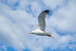 海鷗,鳥,藍(lán)色
