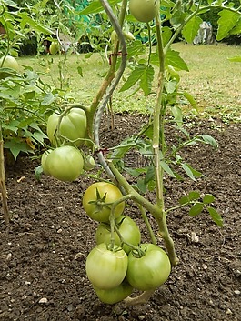 西紅柿,花園,食品