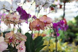 蘭花,熱帶,花的