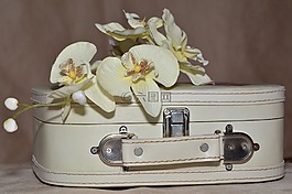行李,蘭花,鮮花