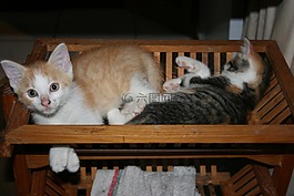 寵物,小貓,睡眠