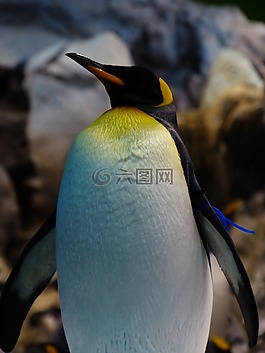 國王企鵝,企鵝,aptenodytes patagonicus