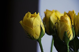 花,自然,玫瑰