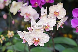 蘭花,熱帶,花的