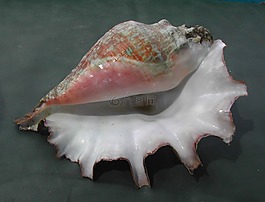 食用殼,lambi,加勒比海