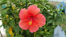 花,花園,粉紅色