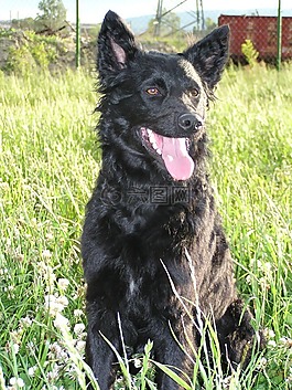 牧羊犬,狗,動物
