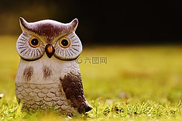 貓頭鷹,鳥,滑稽
