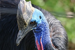 他們,野生動物,自然