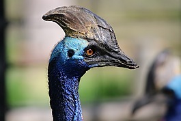 鳥(niǎo),野生動(dòng)物,自然