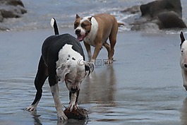 海灘,狗,野生動物