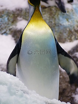 國王企鵝,企鵝,aptenodytes patagonicus