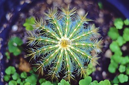 仙人掌,植物,刺